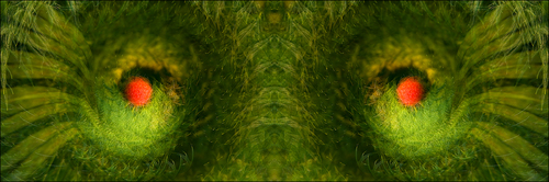 Eyes of the Garden