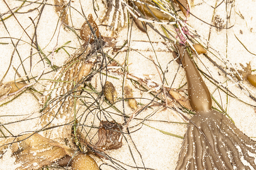 Beach Abstract