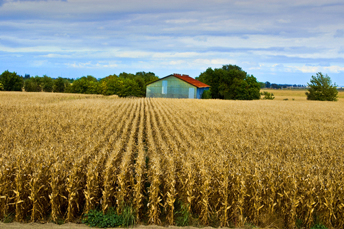 Sacramento Field
