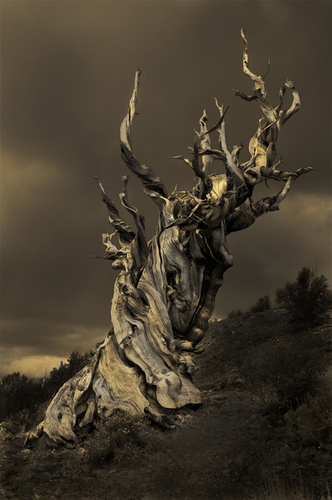 BRISTLECONE PINES l