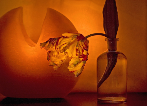 THEPARROT TULIP AGLOW