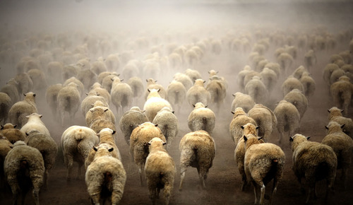 Stampede