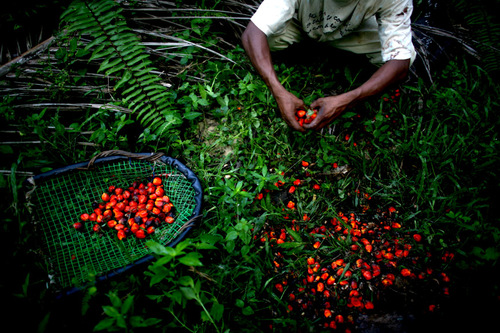 Palm Oil