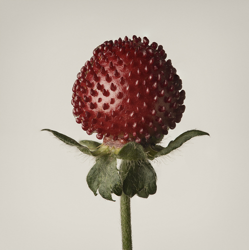 She Mei (Indian Strawberry)