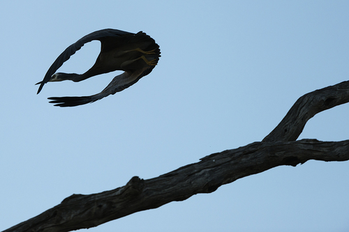 HERON IN LATE EVENING 02