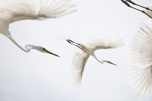 Little Egrets