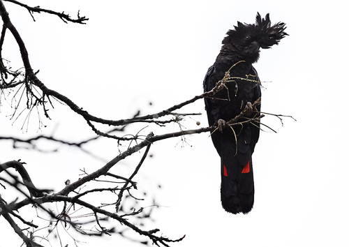 RED TAILED BLACK COCKATOO 01A
