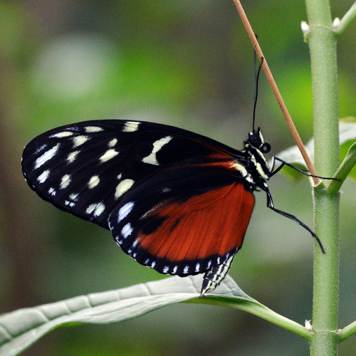 PROFILIN' BUTTERFLY