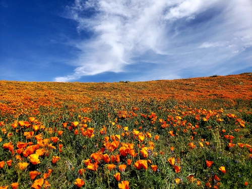 A sea of orange