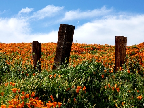 Three wooden posts