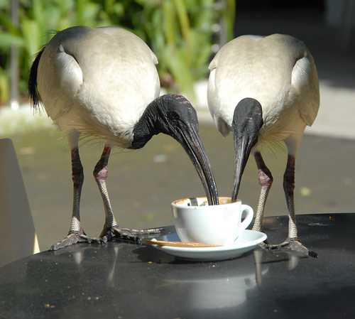 Coffee for two