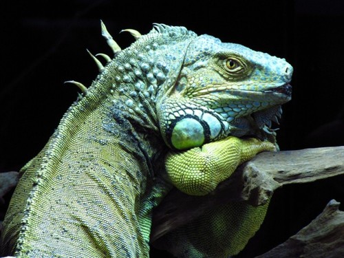 Green Iguana 3