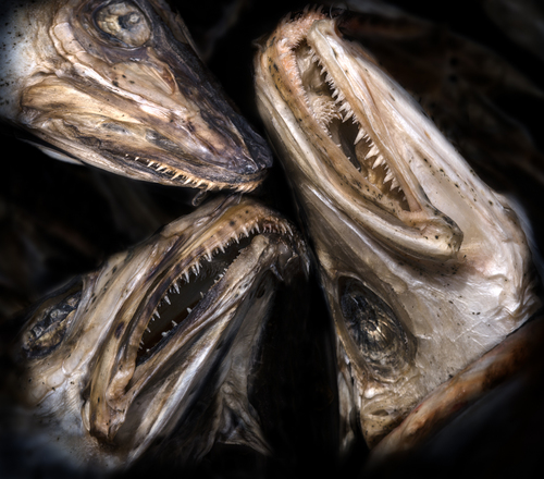 Fish heads