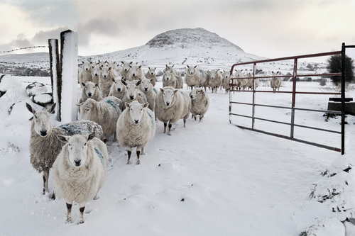 Snowy Sheep