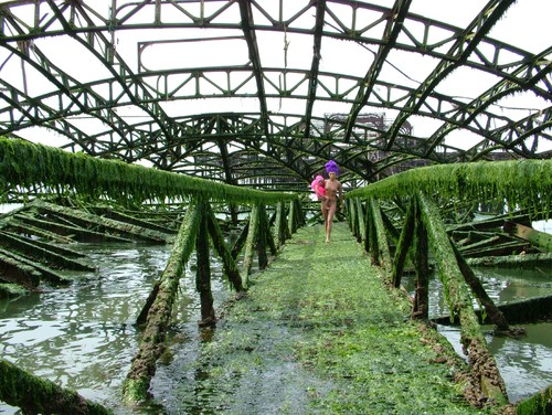The West Pier Inhabitants