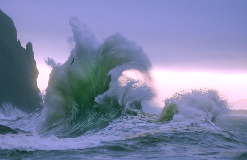 the gull and the wave