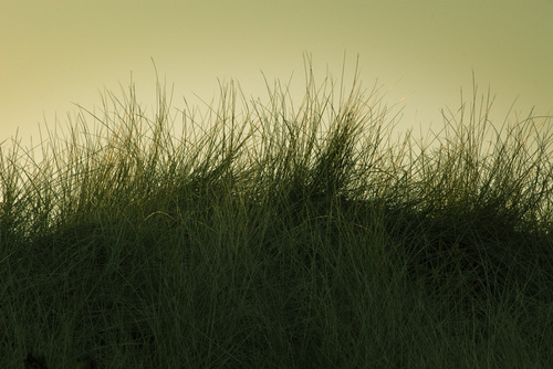 The dune