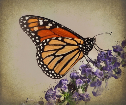 Butterfly