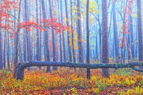 Autumn Mist
