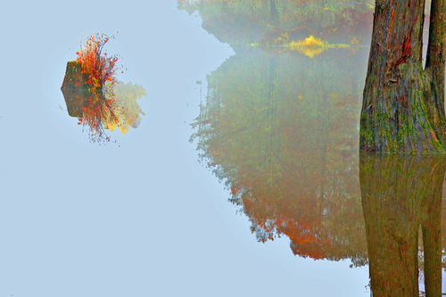 Cypress Stump