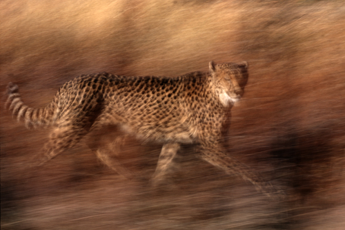 Cheetah in Motion
