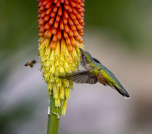 Allens Hummingbird
