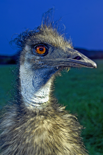 Emu Love