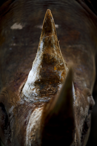 Rhino