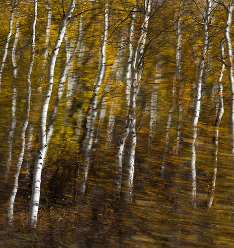 Walking Aspens