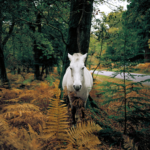 New Forest, England