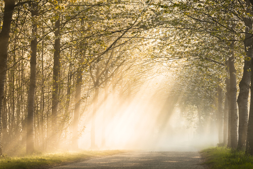 Wijnendale light