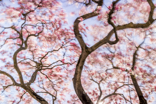 Dancing Magnolia