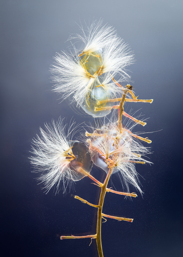 Albidia 01