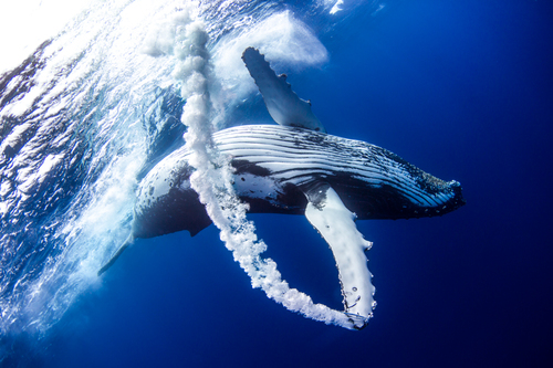 Whale Trail