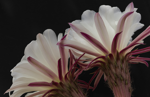 Flowering cactus