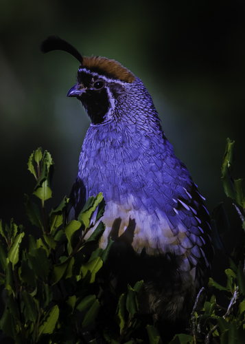 Gambel's Quail
