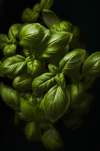 Basil
