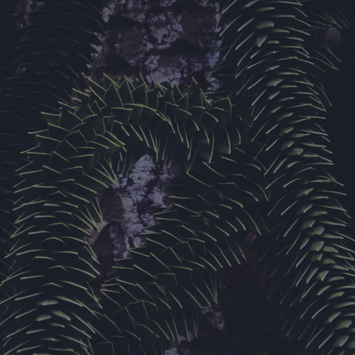 ARAUCARIA