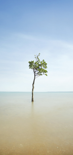 Solitary