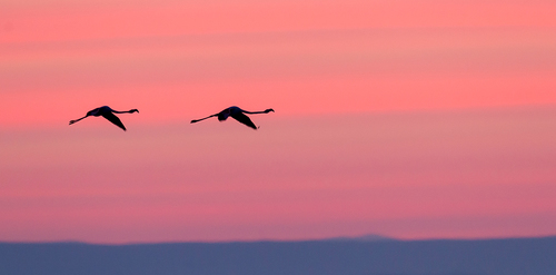 Purple flamingo sky