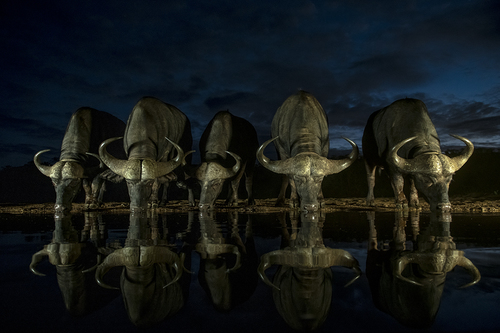 Night drinkers