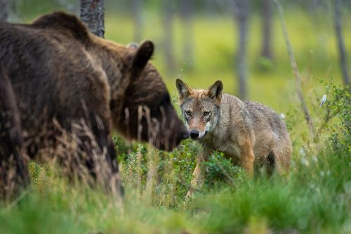 Wolf meets bear