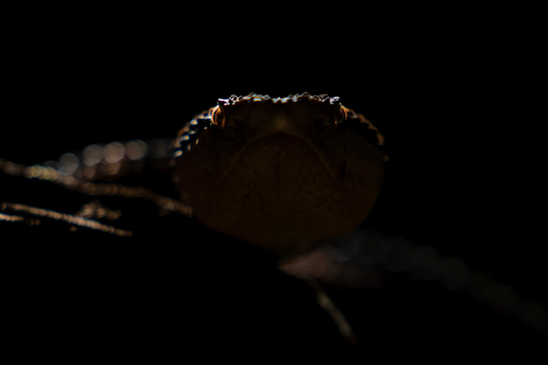 Deadly snake eyes