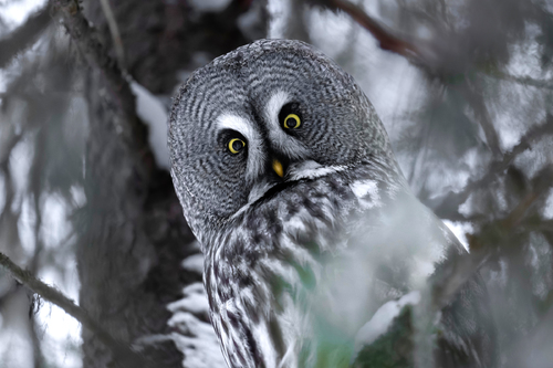 Bright Eyes