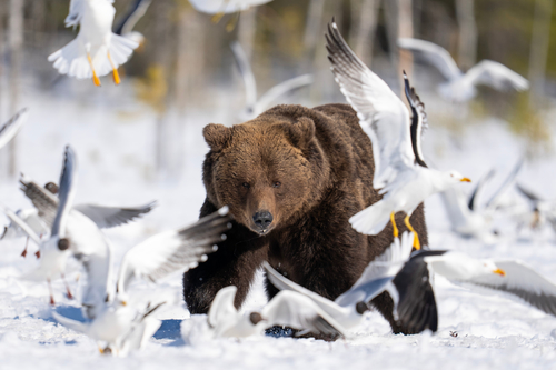Chasing gulls
