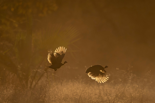 Morning flight