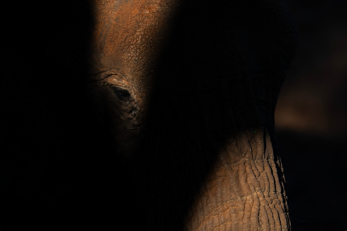 Shadow elephant 