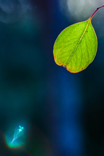 Nature#1