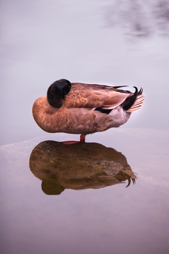 Reflection#1