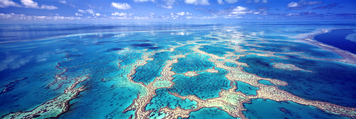 Reef Dreaming
